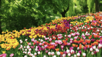 Frühling für Ihre Haut? Tipp: Kombination aus sanfter Reinigung, leichter Hydratisierung und konsequentem Sonnenschutz.