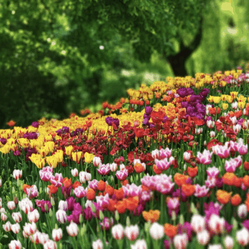 Frühling für Ihre Haut? Tipp: Kombination aus sanfter Reinigung, leichter Hydratisierung und konsequentem Sonnenschutz.